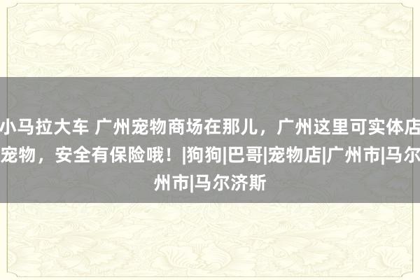 小马拉大车 广州宠物商场在那儿，广州这里可实体店挑选宠物，安全有保险哦！|狗狗|巴哥|宠物店|广州市|马尔济斯