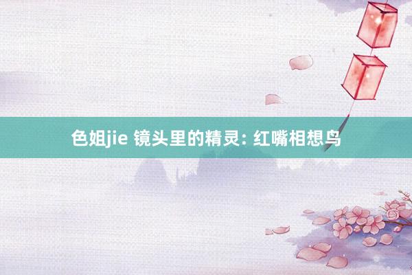 色姐jie 镜头里的精灵: 红嘴相想鸟